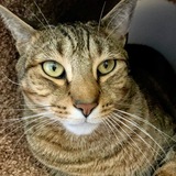 Entry image for Rasputin (AKA Razzie)