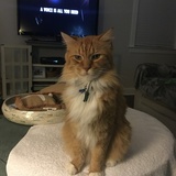 Entry image for Aubie 