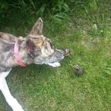 Entry image for Phoebe