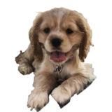 Entry image for Marley