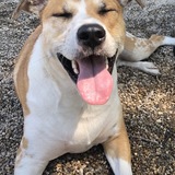 Entry image for Cynar