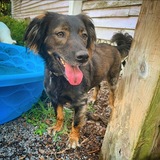 Entry image for Tater Tot 