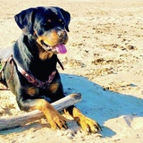 Entry image for Birdie June 