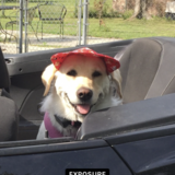 Entry image for Lulu