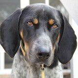 Entry image for Herschel