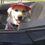 Entry image for lulu