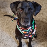 Entry image for Atlas