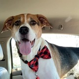 Entry image for Hemi Bo