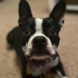 Entry image for Maisie