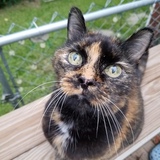 Entry image for Bella