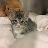 Entry image for Gronk