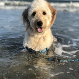 Entry image for Willow