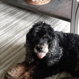 Entry image for Shadow