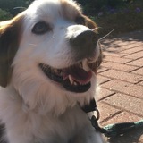 Entry image for Casey