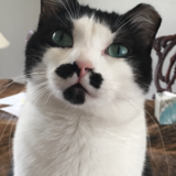 Entry image for D’Artagnan (Dart)