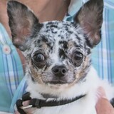 Entry image for Domino-Puppy Mill Survivor