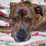 Entry image for Cole 