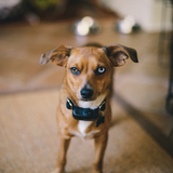 Entry image for Tilly