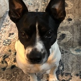 Entry image for Pete