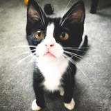 Entry image for Vladdie