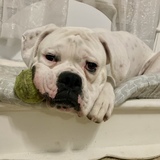 Entry image for Otis 