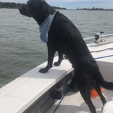 Entry image for Bear