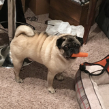 Entry image for Rufus