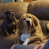 Entry image for Peanut and Daisy 