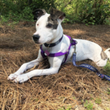 Entry image for Casca 