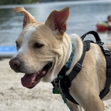 Entry image for Sherman Lee Gregory 