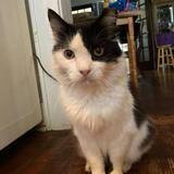 Entry image for Tilly 