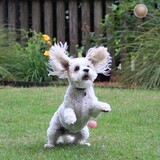 Entry image for Annie