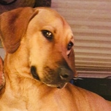 Entry image for Kimber