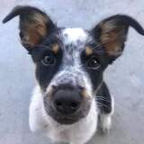 Entry image for Buckley