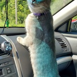 Entry image for Lola