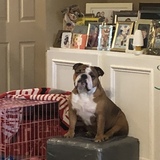 Entry image for Bosa 