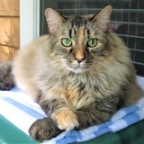 Entry image for Barley