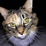 Entry image for Hops