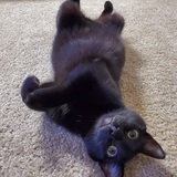 Entry image for Houdini