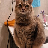 Entry image for Rico