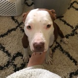 Entry image for Havana