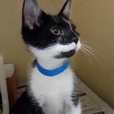 Entry image for Panda