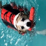 Entry image for Frazier