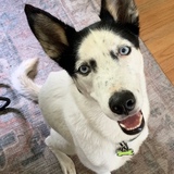 Entry image for Irie