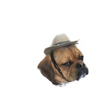 Entry image for Sully