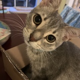 Entry image for Chipper