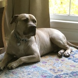 Entry image for Otis