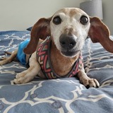 Entry image for MAXWELL