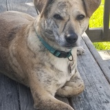 Entry image for Ziggy