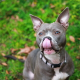 Entry image for Amira